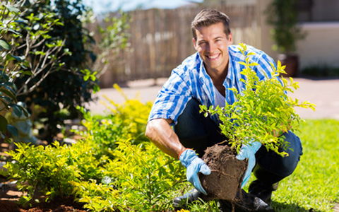 Plant Installation